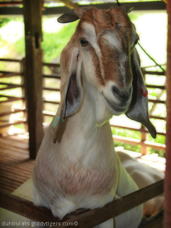 goatfarm8