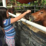 Close Encounter with Animals in the Farm